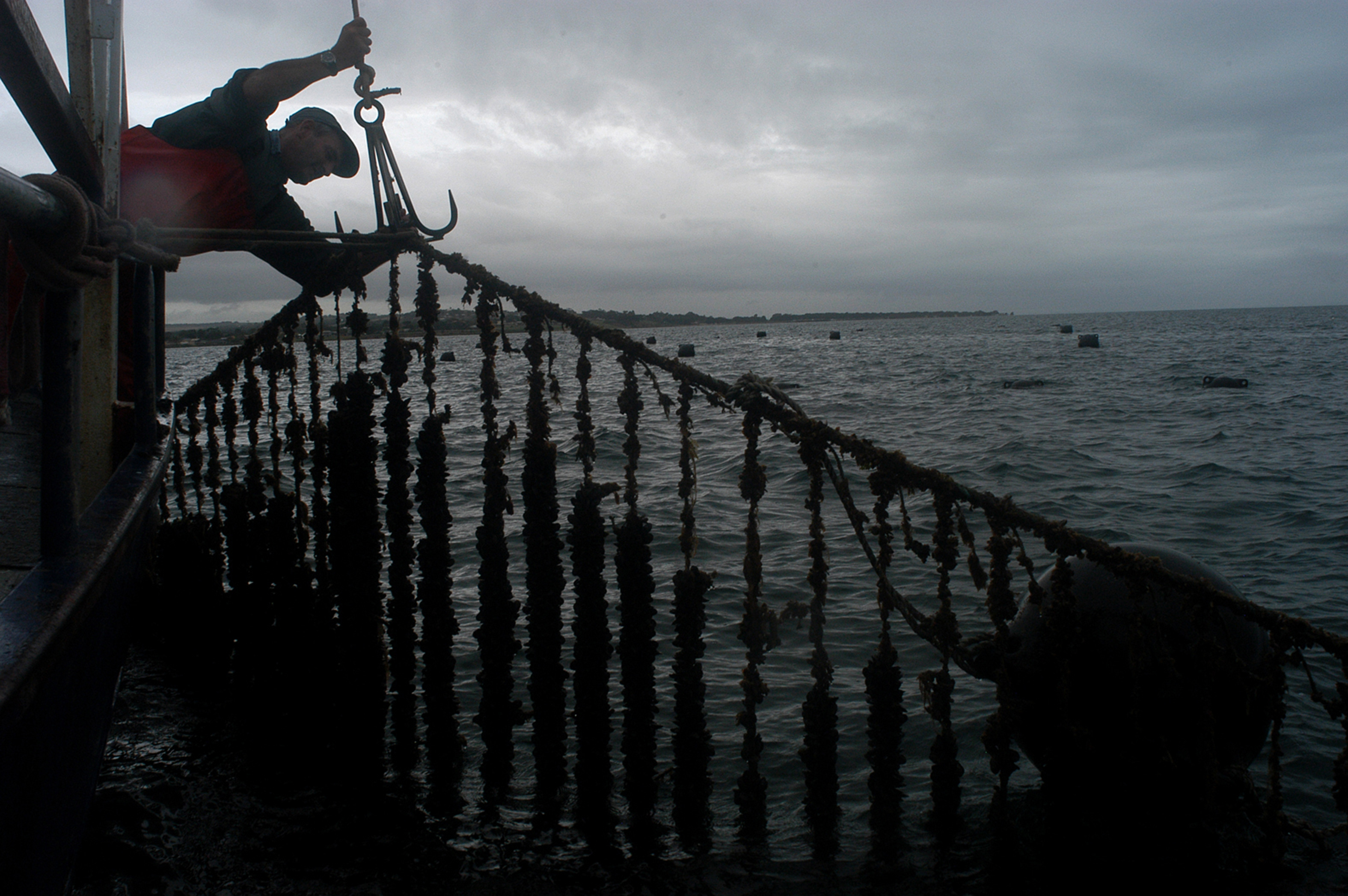 Commercial - ~/Content/Media/Commercial/LMussels 001.jpg)